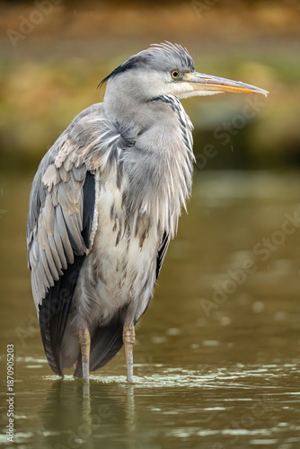 Gray heron standing in the river looking for prey