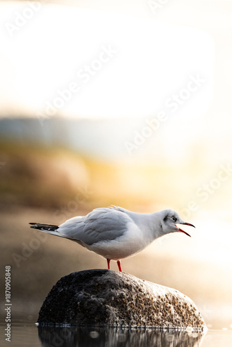 Black-headed gull sitting on a rock screaming at the other seagulls