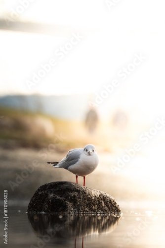 Black-headed gull sitting on a rock by the beach