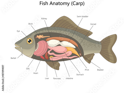carp showing detailed internal organs including gills, brain, heart, swim bladder, and digestive system parts diagram hand drawn schematic vector. Science educational illustration