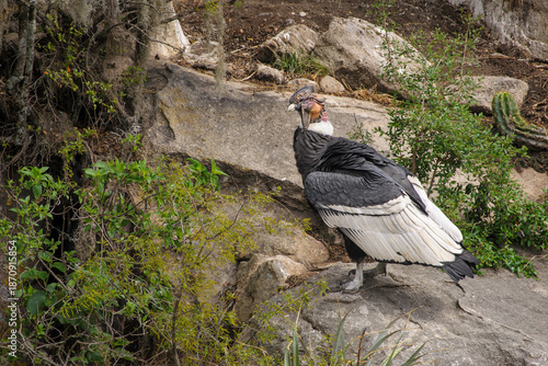 Photos Vultur gryphus, Condor andino macho adulto