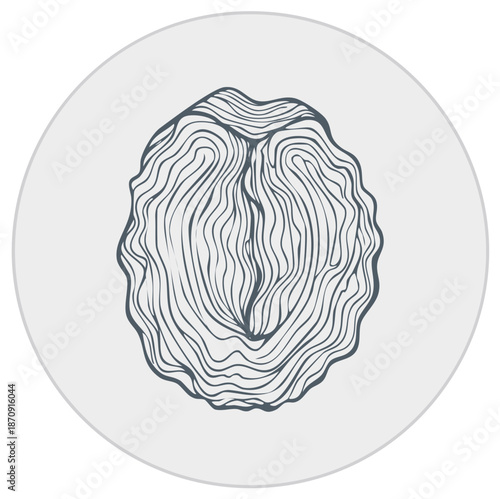 Hand Drawn Walnut Kernel Icon with Abstract Organic Line Art Pattern