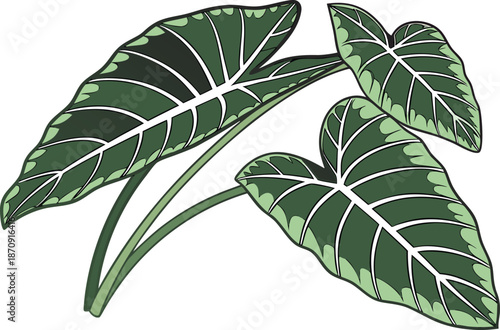 Taro Leaf Stem Botanical Design. Colocasia Leaf Natural Design. Taro Leaf and Stem Botanical Art. Colocasia Plant Leaf Close Up. Taro Leaf Stem Agriculture Design. Colocasia Leaf and Stem Top