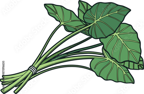 Colocasia Leaf and Stem Top. Taro Leaf and Stem Top Design. Colocasia Plant Leaf Illustration. Taro Plant Leaf and Stem. Colocasia Green Leaf Top View. Taro Leaf Stem Botanical Design. Colocasia Leaf