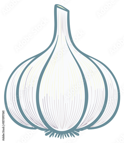 Fresh Garlic Bulb Vector Illustration, Culinary Ingredient and Healthy Food Graphic Design