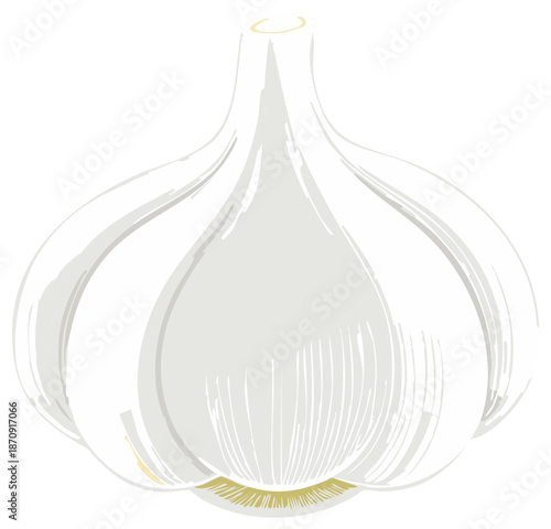 Illustration of a whole garlic bulb with a sketched texture
