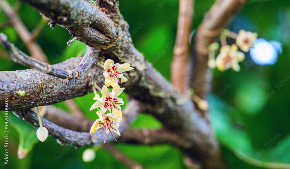 Fototapeta premium Cacao Flower Blooming on Tree, Close-up of delicate Cacao Blossoms on cocoa tree