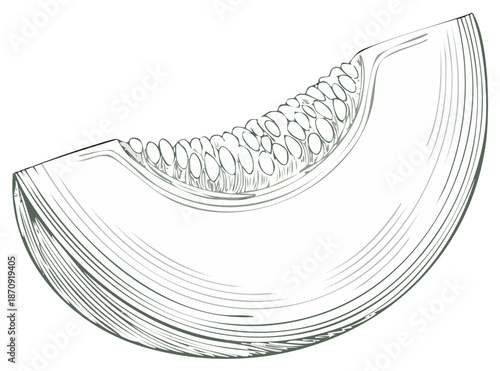 Engraving style illustration of a ripe melon slice with visible seeds, sweet healthy food