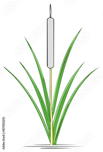 Illustrative cattail with grasslike leaves in nature swampy environment
