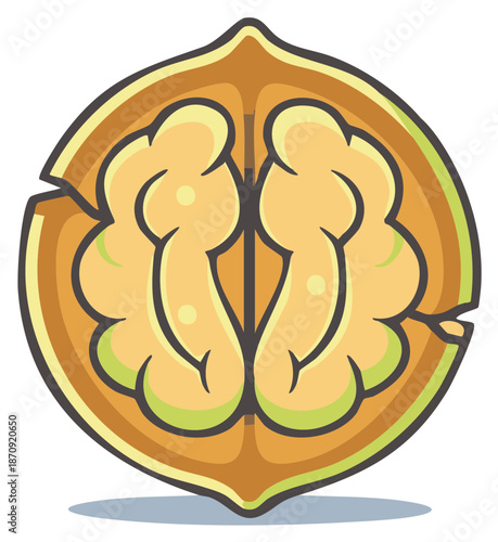 Brightly colored vector illustration showing a walnut split open with its healthy brain-shaped kernel.