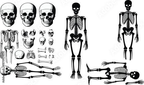 Human skeleton anatomy illustration set with skull bones and full body poses for medical education science reference and vector design use