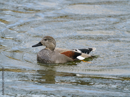繁殖羽の雄のオカヨシガモ