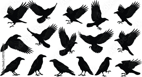 Flying raven and crow silhouette vector illustration set, black bird poses collection in flight and standing positions for gothic nature design use