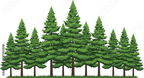 Green pine forest vector illustration with evergreen trees landscape, natural woodland background, detailed conifer forest design for environmental nature themes