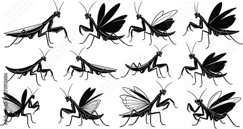 Praying mantis insect silhouettes collection vector illustration, multiple poses and wing variations, wildlife entomology design elements isolated on white background