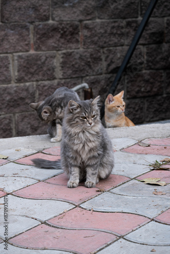 Group of stray cats sitting together in an urban courtyard