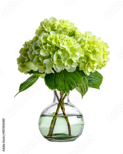 Fresh Green Hydrangea Flower Arrangement in Glass Vase for Home Decor