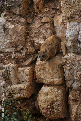 Ancient Ruins of the Crusader Fortress of Yehiam in the Galilee Region, Israel