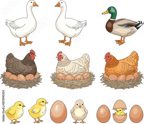 Farm poultry illustration set with chickens, ducks, geese, eggs and chicks for agriculture and rural vector design