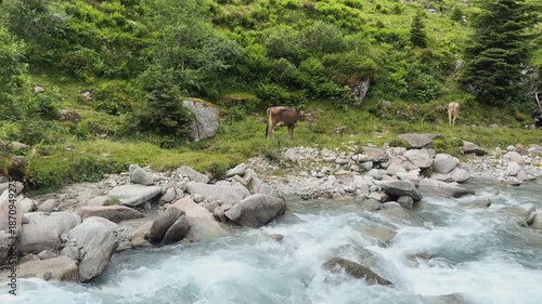 Cows grazing peacefully by a rushing mountain river in the picturesque nature of Koenigsleiten, Austria