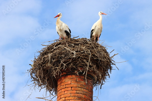 Obraz na plátně Nesting White Storks (Ciconia ciconia), on a tall brick chimney stack, Portimao,