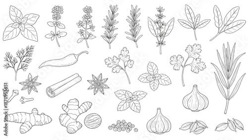 Collection of hand drawn herbs and spices for culinary use and seasoning.