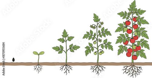 Tomato plant growth stages from seed to ripe fruit with roots, leaves and flowers, educational gardening lifecycle illustration diagram