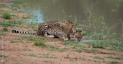 a cheetah drinking water at the waterhole