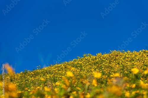 Mexican sunflower field blooming on Doi Mae U Kho mountain, Mae Hong Son, Thailand. Vibrant yellow flowers under a clear blue sky for a scenic nature travel concept.