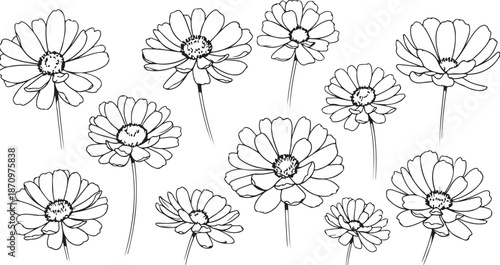 Black and white flowers illustration on white background