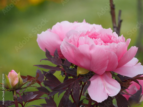 牡丹　八千代椿