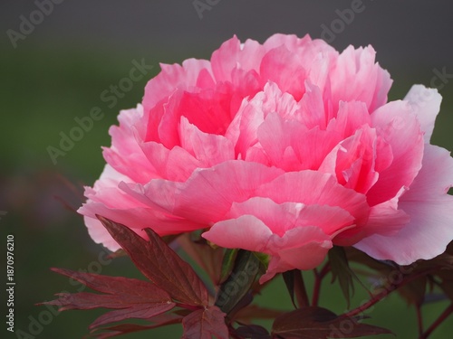 牡丹　八千代椿