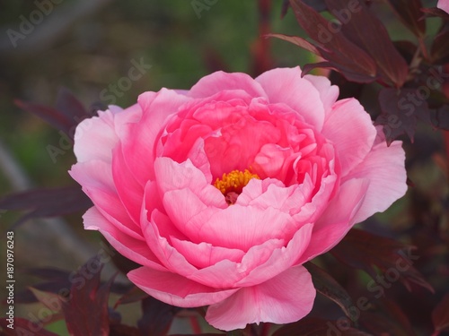 牡丹　八千代椿