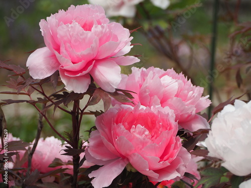 牡丹　八千代椿