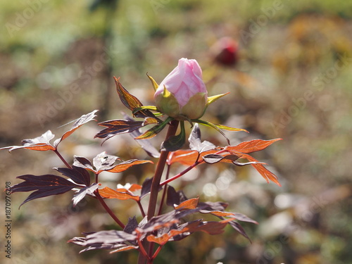 牡丹　八千代椿　つぼみ