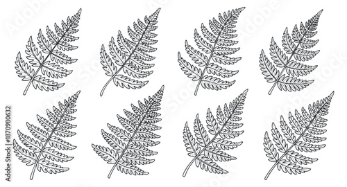 A collection of hand-drawn fern leaves in outline style, perfect for botanical illustrations and nature-themed designs