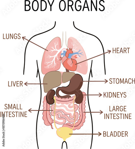 Human internal organs labeled diagram, educational anatomy chart, biology learning aid, medical illustration, flat vector design