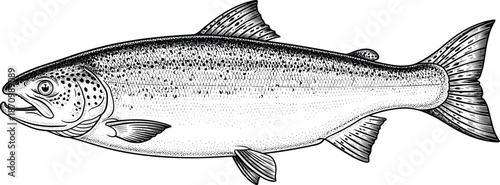 Trout fish line drawing, realistic anatomy sketch, black and white illustration, educational biology artwork, flat vector illustration