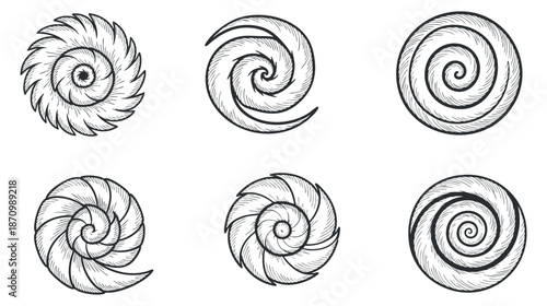 A collection of six hand-drawn spiral shell illustrations in black and white line art style, suitable for marine-themed designs