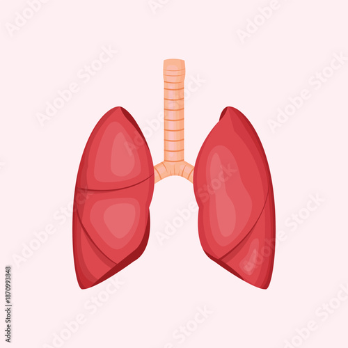 A flat illustration of human lungs, suitable for medical education, anatomy learning, and healthcare presentations.
