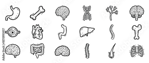 Hand-drawn human anatomy: organs, bones, brain, dna, nerve in black and white