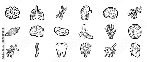 Hand-drawn human anatomy icons: brain, lungs, dna, heart, kidney, muscles, skull, spine