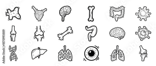 Hand-drawn human anatomy icons: organs, bones, brain, eye, dna