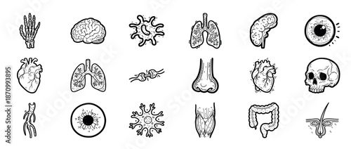 Detailed anatomy: skeletal, organ, and biological illustrations
