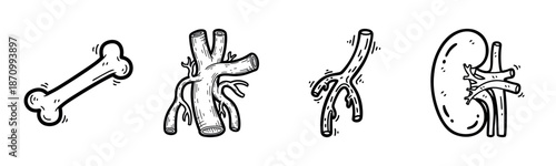 Anatomical illustrations: bone, artery, vein, kidney structures in black and white
