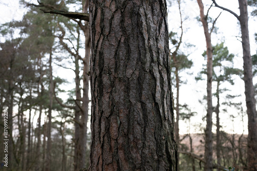 A tree trunk with a lot of bark and a few branches