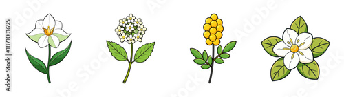 Illustration of botanical flower types, vector drawing of floral arrangement, plant study art