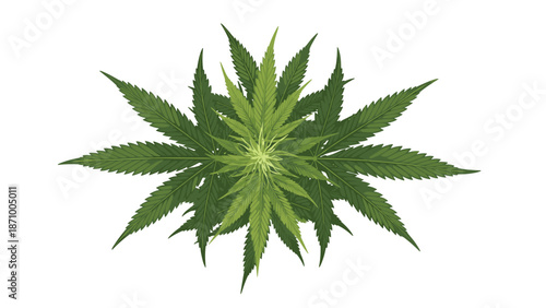 Detailed overhead view of a robust and densely foliated marijuana plant, showcasing its vibrant green leaves and complex structure, perfect for cannabis or botanical themes.