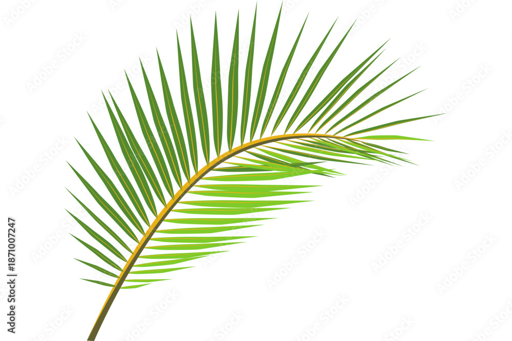 Obraz premium A single palm frond isolated on a white background viewed from a straightforward perspective