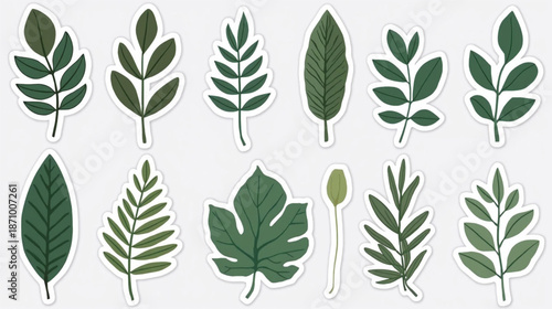 olive branch vector illustration